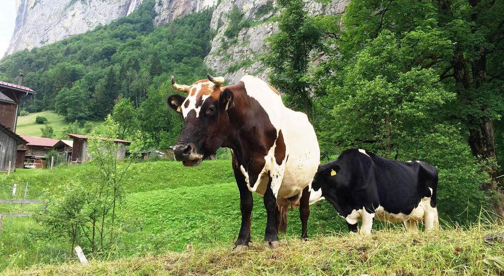 Camping Jungfrau Lauterbrunnen Exterior photo